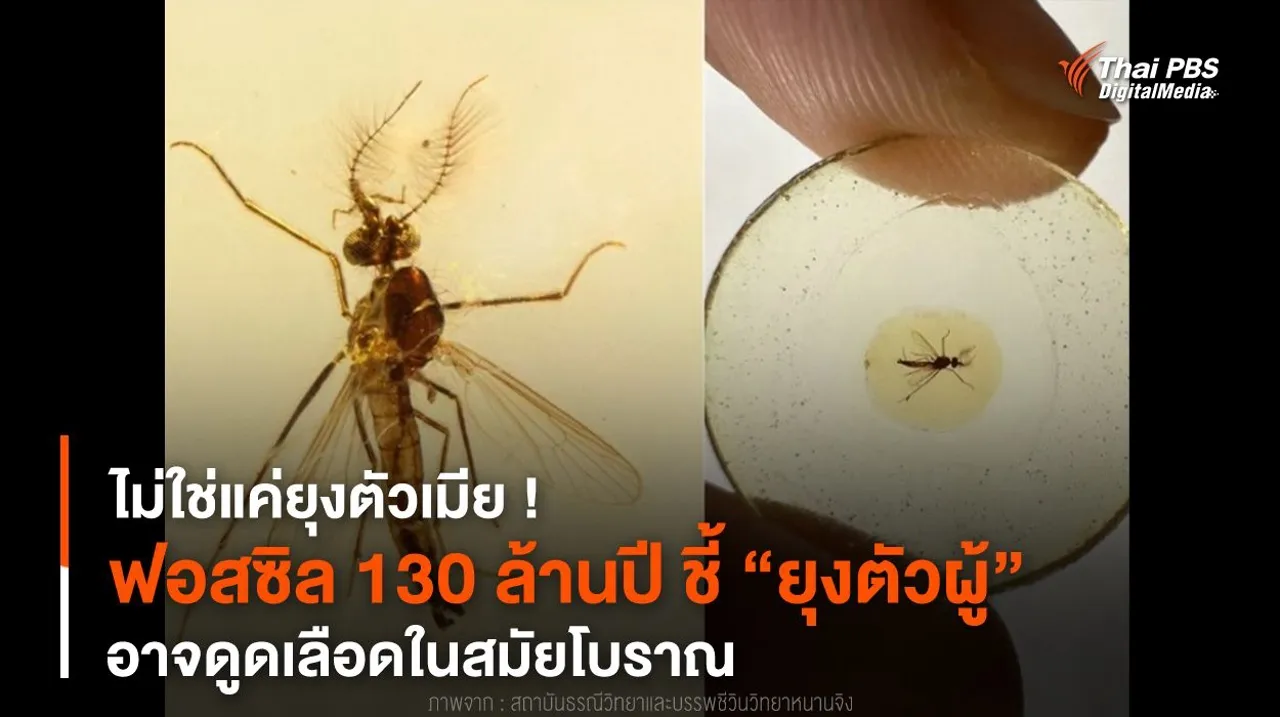 ไม่ใช่แค่ยุงตัวเมีย ! “ยุงตัวผู้” อาจดูดเลือดในสมัยโบราณ