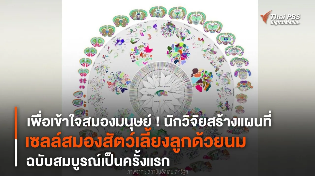 นักวิจัยสร้างแผนที่ “เซลล์สมองสัตว์เลี้ยงลูกด้วยนม” ฉบับสมบูรณ์เป็นครั้งแรก