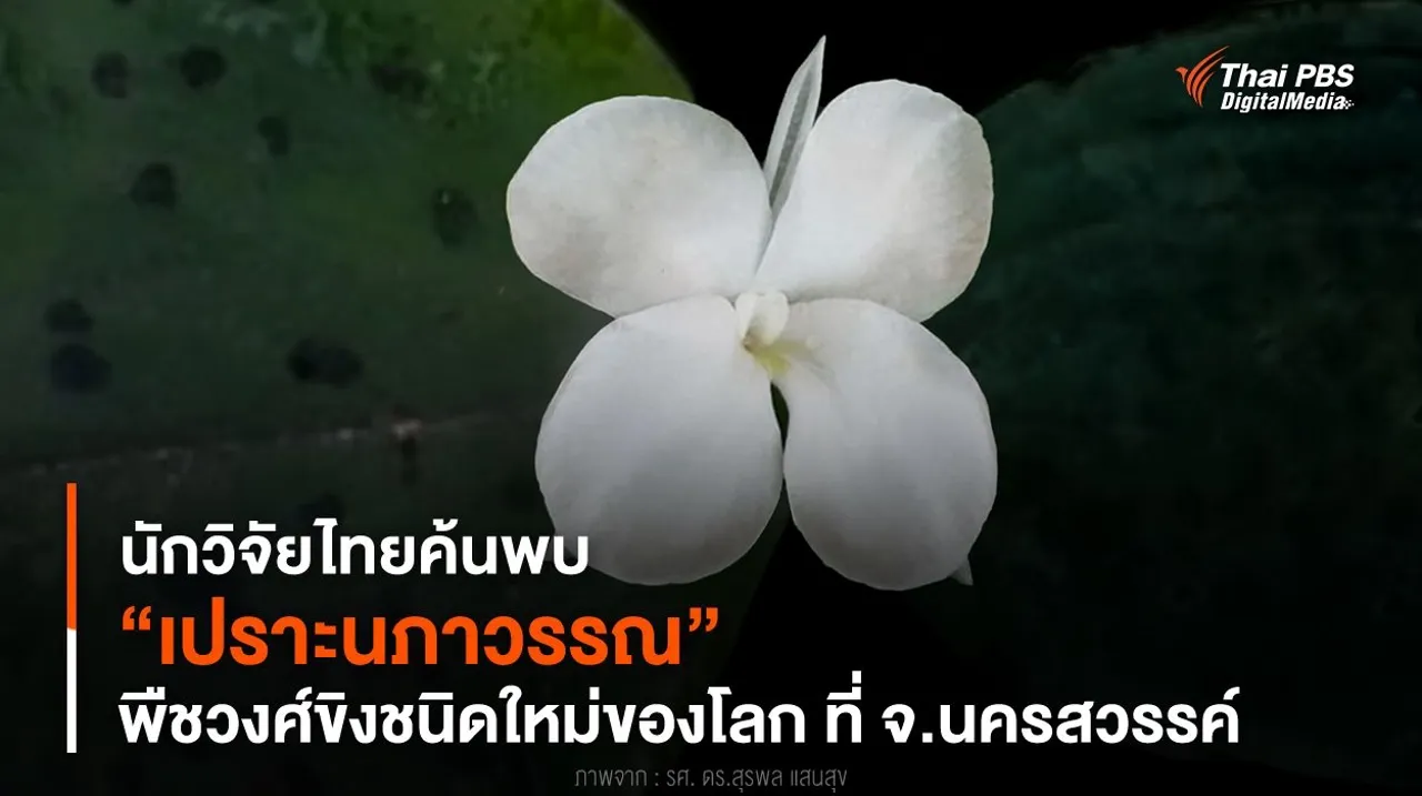 นักวิจัยไทยค้นพบ “เปราะนภาวรรณ” พืชวงศ์ขิงชนิดใหม่ของโลก ที่ จ.นครสวรรค์