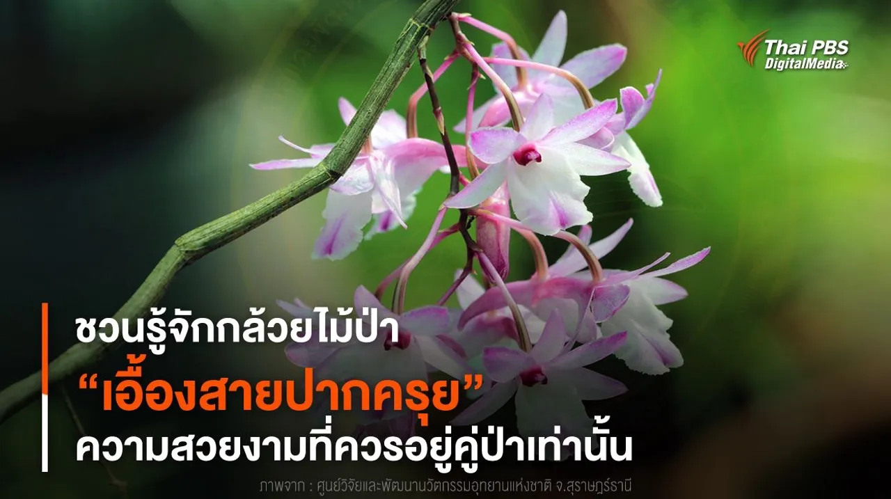 ชวนรู้จักกล้วยไม้ป่า “เอื้องสายปากครุย” ความสวยงามที่ควรอยู่คู่ป่าเท่านั้น