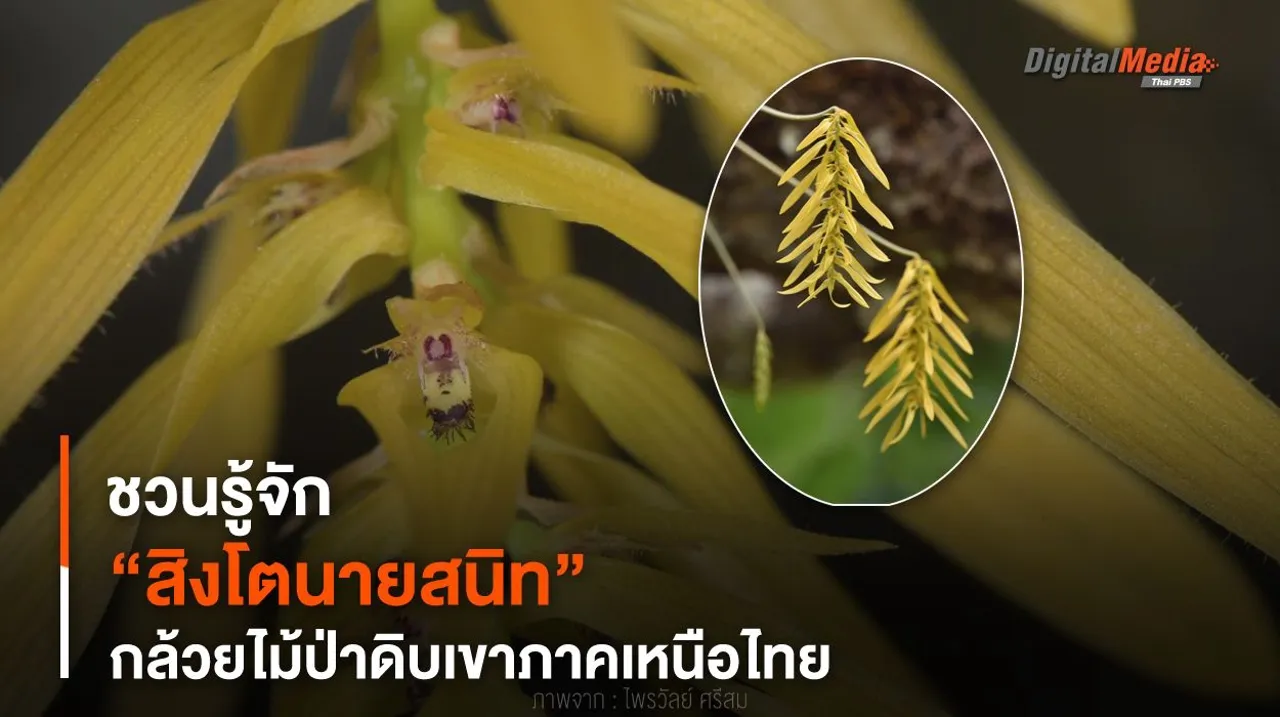 ชวนรู้จัก “สิงโตนายสนิท” กล้วยไม้ป่าดิบเขาภาคเหนือไทย