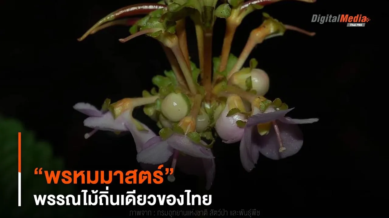 พรรณไม้น่ารู้ ! “พรหมมาสตร์” พรรณไม้ถิ่นเดียวของไทย