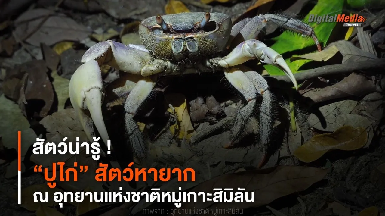 สัตว์น่ารู้ ! “ปูไก่” สัตว์หายาก ณ อุทยานแห่งชาติหมู่เกาะสิมิลัน
