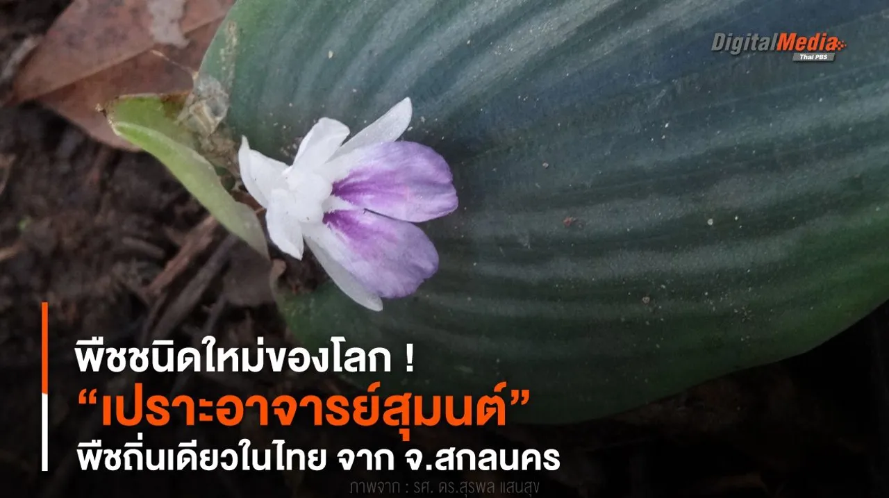 พืชชนิดใหม่ของโลก ! “เปราะอาจารย์สุมนต์” พืชถิ่นเดียวในไทย จาก จ.สกลนคร