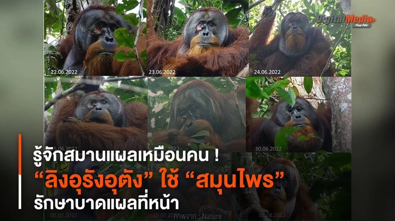 รู้จักสมานแผลเหมือนคน ! “ลิงอุรังอุตัง” ใช้ “สมุนไพร” รักษาบาดแผลที่หน้า
