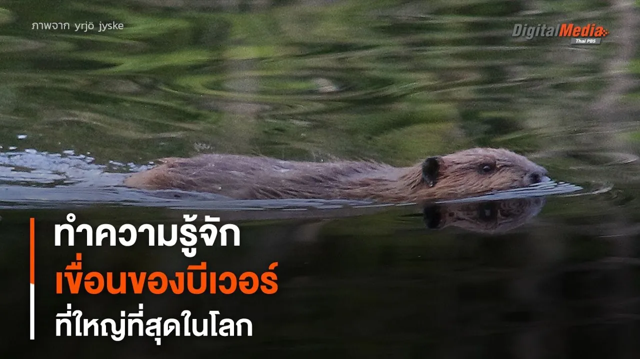 “เขื่อนบีเวอร์” ที่ใหญ่ที่สุดในโลก