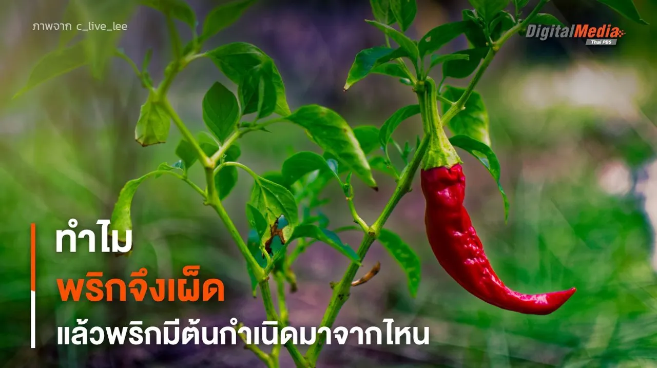 “พริก” ทำไม ? จึง “เผ็ด” แล้วพริกมีต้นกำเนิดมาจากที่ไหน