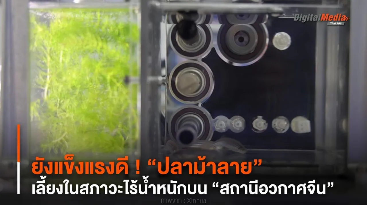 ยังแข็งแรงดี ! “ปลาม้าลาย” เลี้ยงในสภาวะไร้น้ำหนักบน “สถานีอวกาศจีน”
