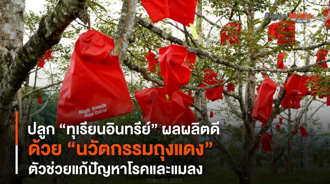ปลูก “ทุเรียนอินทรีย์” ผลผลิตดี ด้วย “นวัตกรรมถุงแดง” ตัวช่วยแก้ปัญหาโรค-แมลง