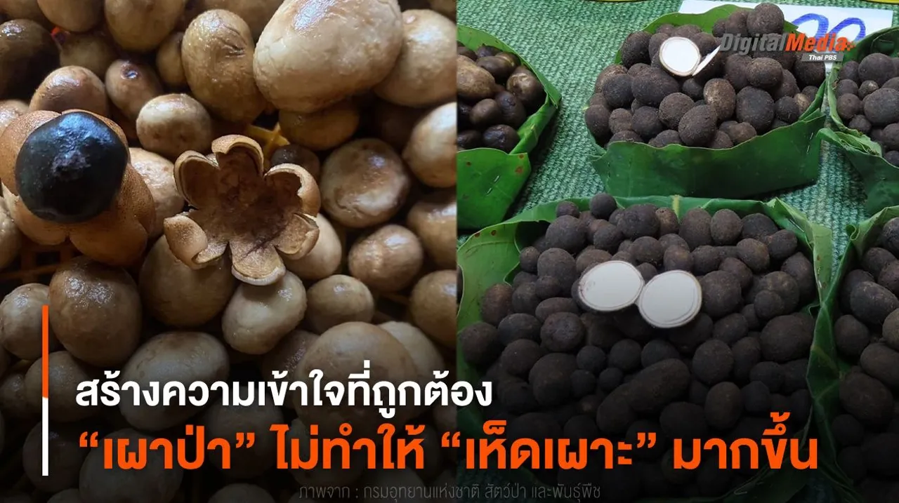 สร้างความเข้าใจที่ถูกต้อง “เผาป่า” ไม่ทำให้ “เห็ดเผาะ” มากขึ้น