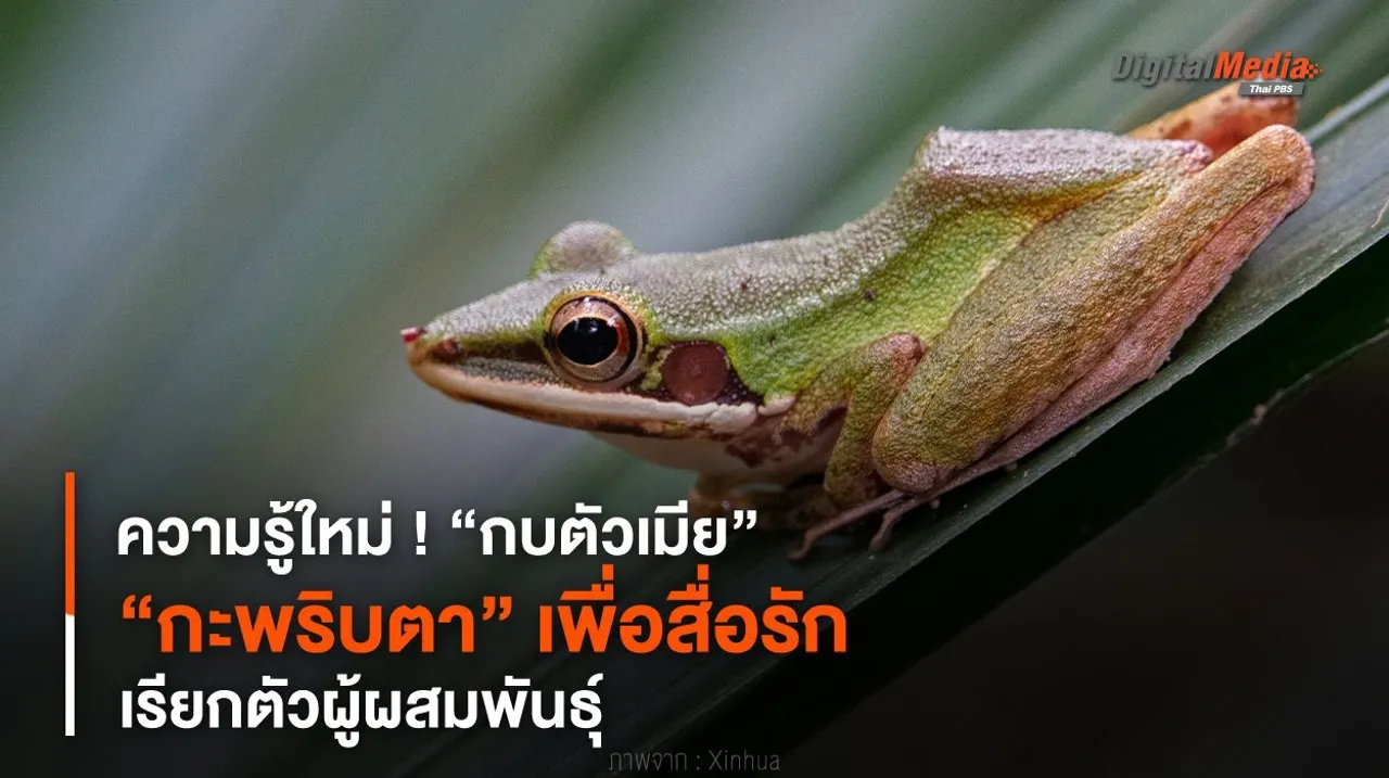 ความรู้ใหม่ ! “กบตัวเมียกะพริบตา” เพื่อสื่อรัก เรียกตัวผู้ผสมพันธุ์