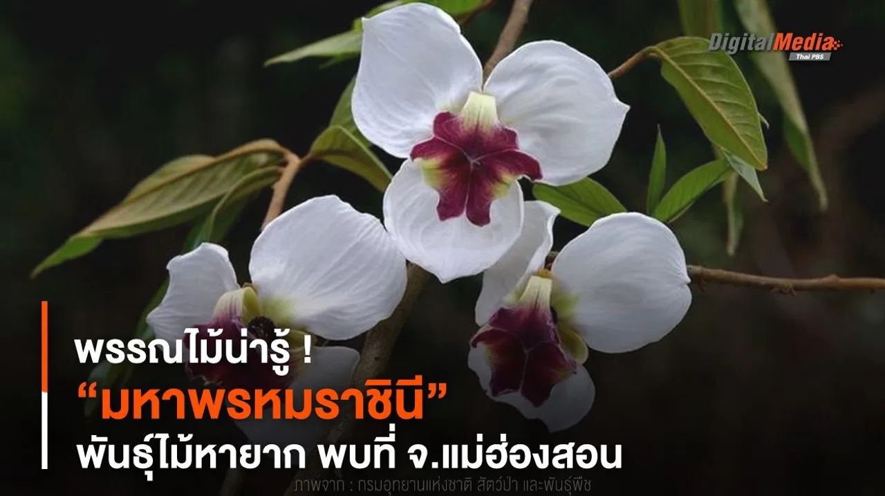 พรรณไม้น่ารู้ ! “มหาพรหมราชินี” พันธุ์ไม้หายาก พบที่ จ.แม่ฮ่องสอน