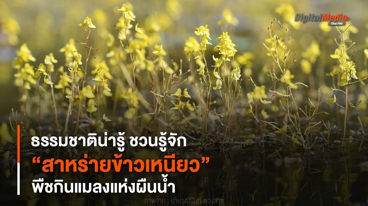 ธรรมชาติน่ารู้ ชวนรู้จัก “สาหร่ายข้าวเหนียว” พืชกินแมลงแห่งผืนน้ำ
