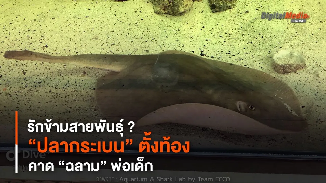 รักข้ามสายพันธุ์ ? “ปลากระเบน” ตั้งท้อง คาด “ฉลาม” พ่อเด็ก