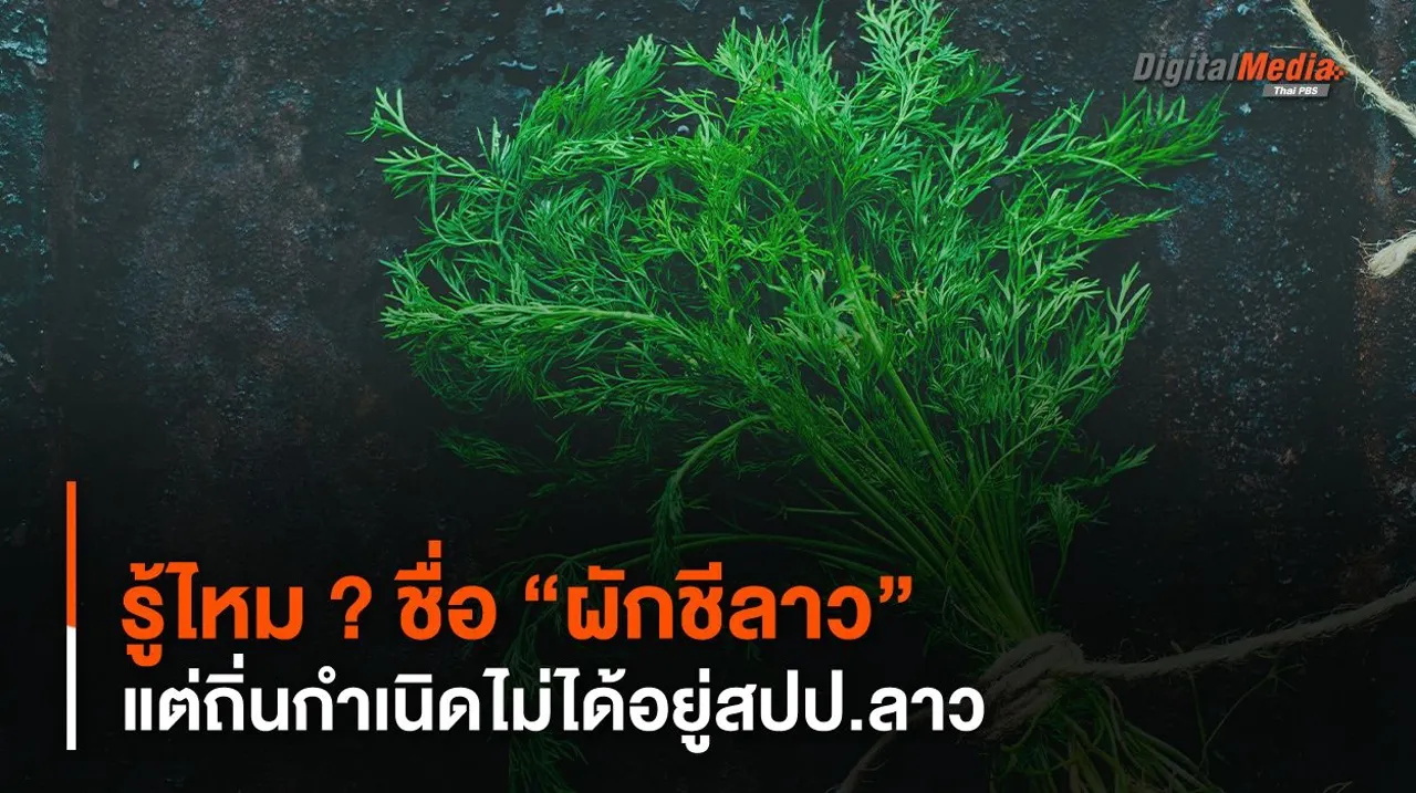 รู้ไหม ? ชื่อ “ผักชีลาว” แต่ถิ่นกำเนิดไม่ได้อยู่สปป.ลาว
