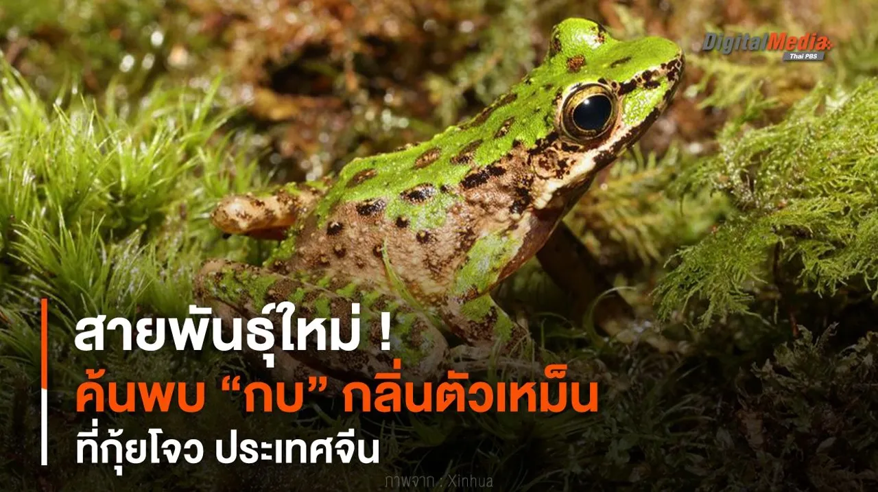 สายพันธุ์ใหม่ ! ค้นพบ “กบ” กลิ่นตัวเหม็น ที่ประเทศจีน