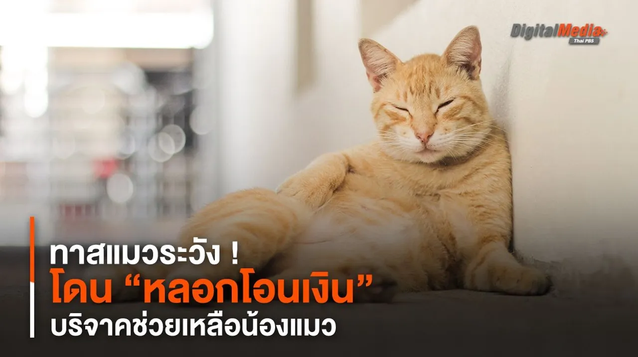 ทาสแมวระวัง ! โดน “หลอกโอนเงิน” บริจาคช่วยเหลือน้องแมว