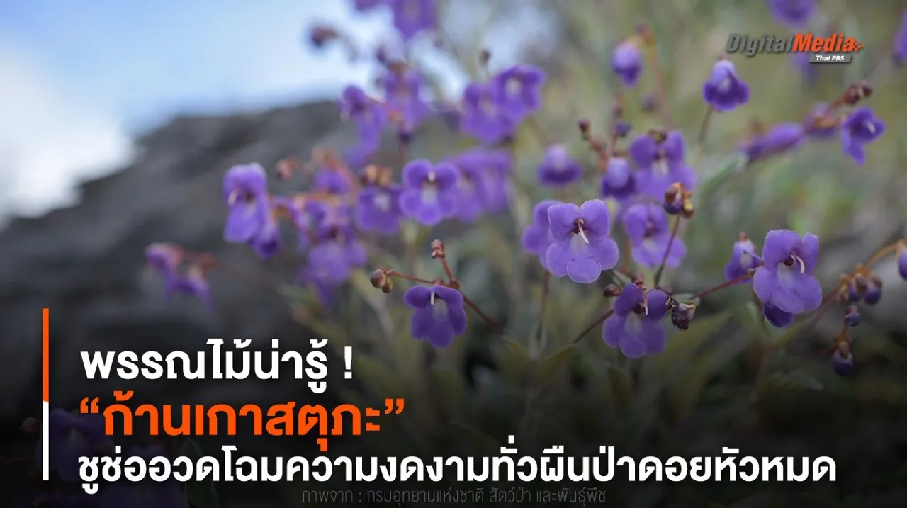 พรรณไม้น่ารู้ ! “ก้านเกาสตุภะ” ชูช่ออวดโฉมความงดงามทั่วผืนป่าดอยหัวหมด