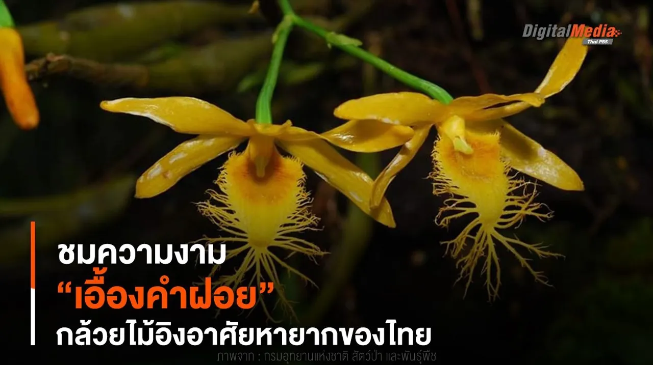 ชมความงาม “เอื้องคำฝอย” กล้วยไม้อิงอาศัยหายากของไทย