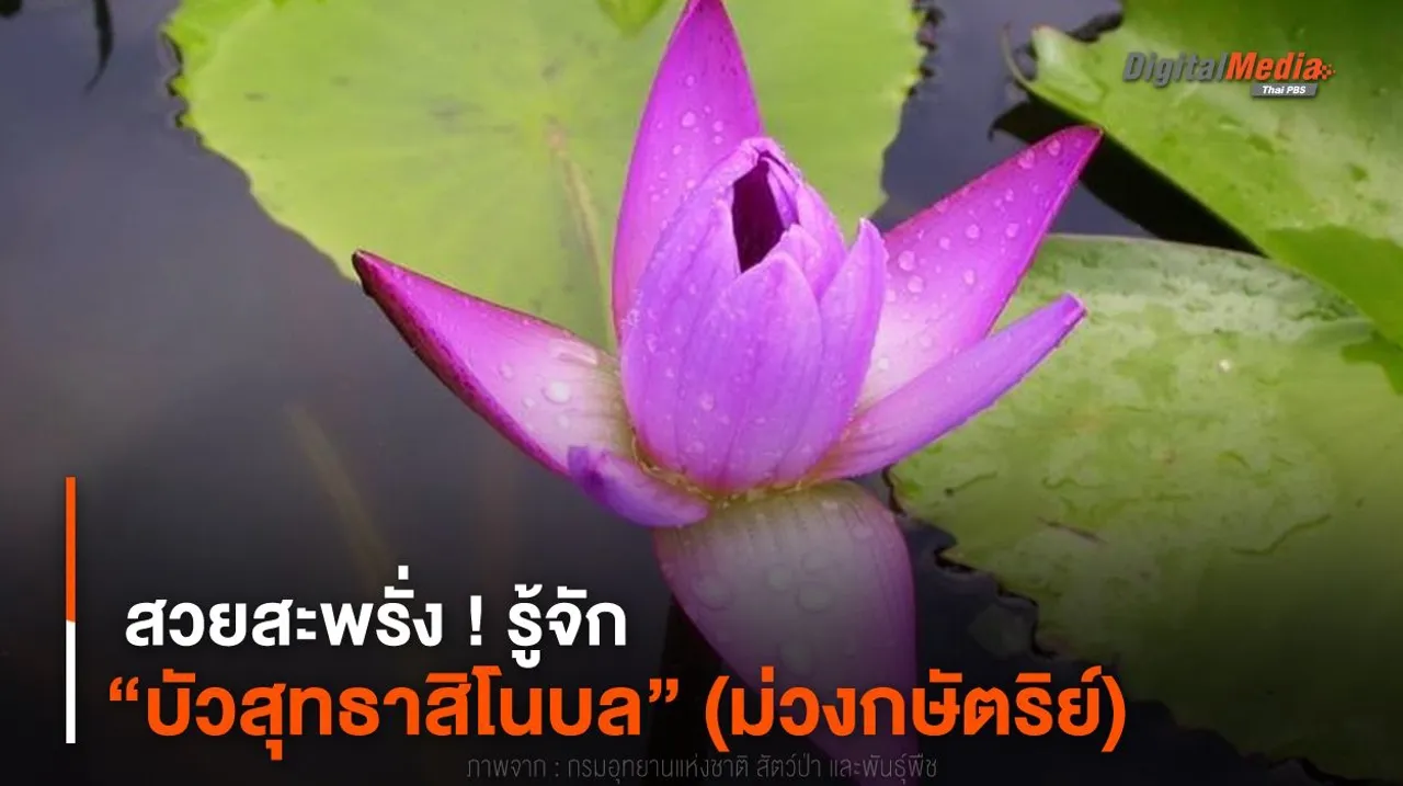 สวยสะพรั่ง ! รู้จัก “บัวสุทธาสิโนบล” (ม่วงกษัตริย์)
