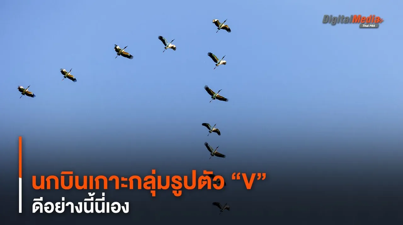 นกบินเกาะกลุ่มรูปตัว “V” ดีอย่างนี้นี่เอง