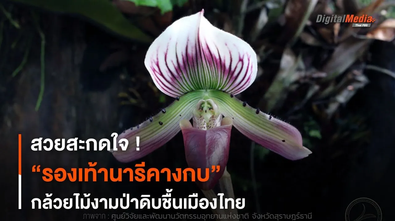 สวยสะกดใจ ! “รองเท้านารีคางกบ” กล้วยไม้งามป่าดิบชื้นเมืองไทย