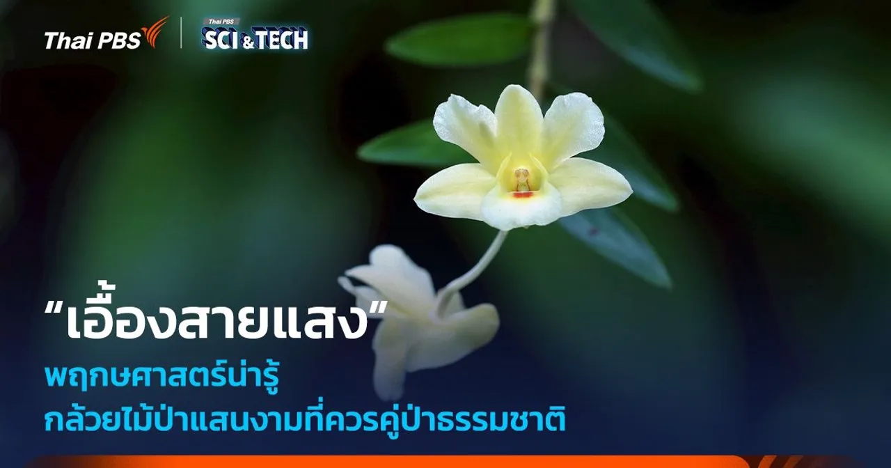 พฤกษศาสตร์น่ารู้ “เอื้องสายแสง” กล้วยไม้ป่าแสนงามที่ควรคู่ป่าธรรมชาติ