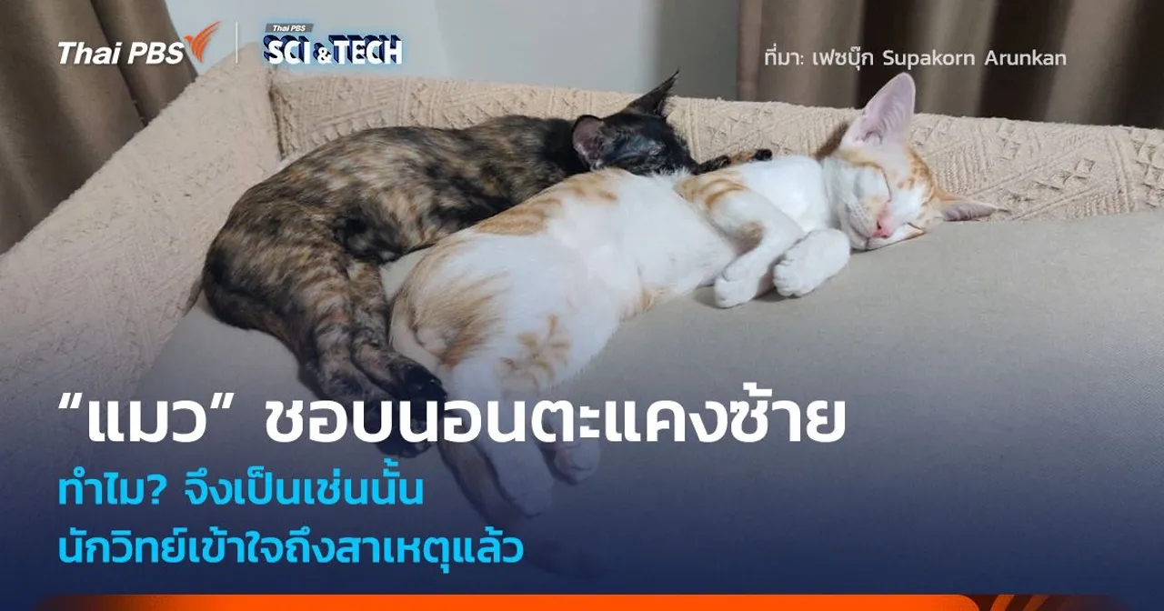 ทำไม? “แมว” ส่วนใหญ่ชอบนอนตะแคงซ้าย นักวิทย์เข้าใจถึงสาเหตุแล้ว