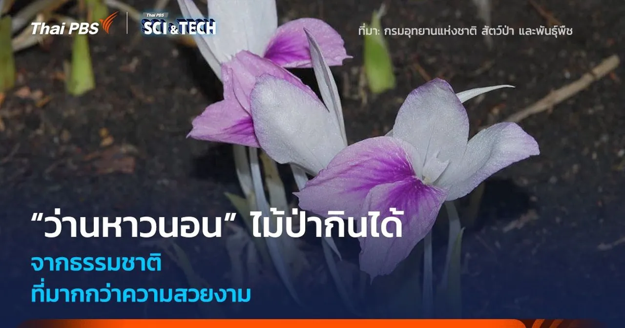 “ว่านหาวนอน” ไม้ป่ากินได้จากธรรมชาติ ที่มากกว่าความสวยงาม