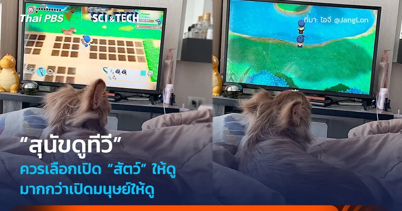 “สุนัขดูทีวี” ควรเลือกเปิด “สัตว์” ให้ดู มากกว่าเปิดมนุษย์ให้ดู