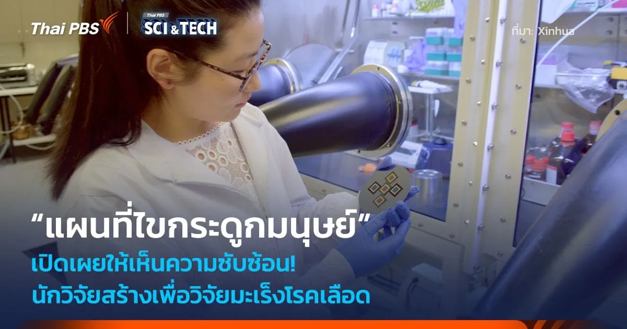 เผยให้เห็นความซับซ้อน! สร้าง “แผนที่ไขกระดูกมนุษย์” มิติใหม่วิจัยมะเร็งโรคเลือด