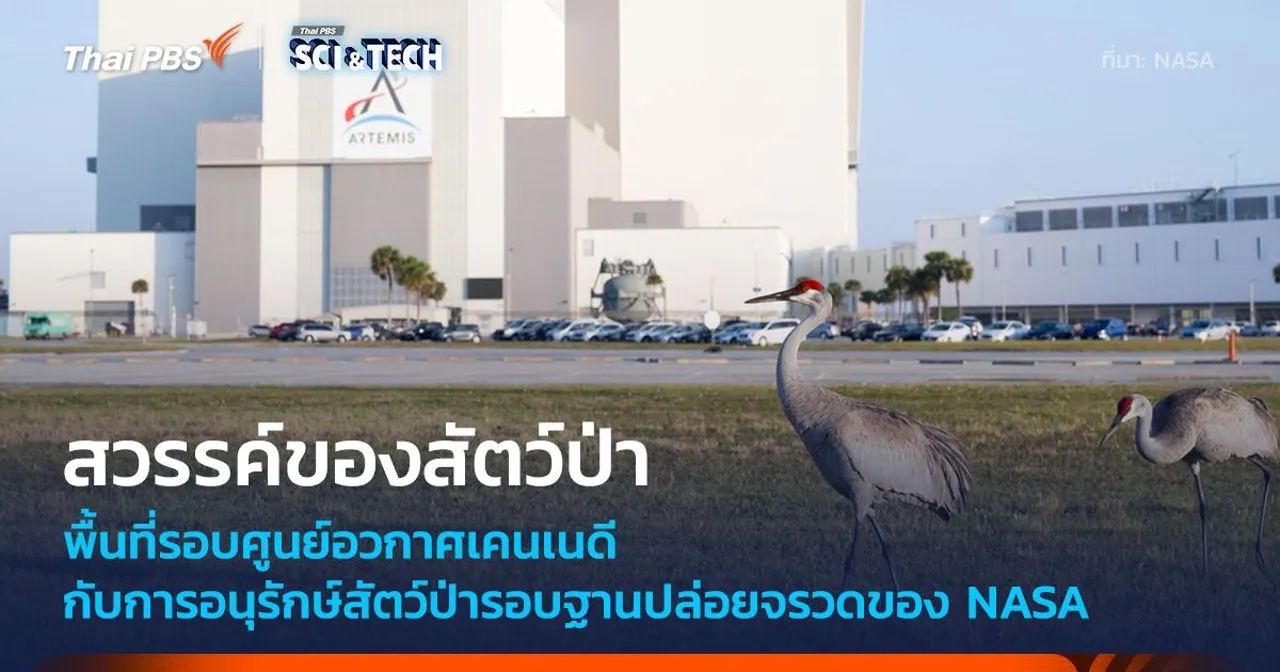 พื้นที่ NASA Kennedy Space Center คือสวรรค์ของเหล่าสัตว์ป่า