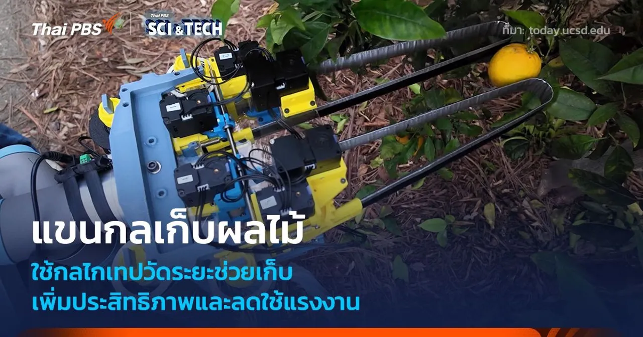 แขนกลเก็บผลไม้ ใช้เทปวัดระยะช่วยเก็บ ลดความเสียหายก่อนถึงผู้บริโภค