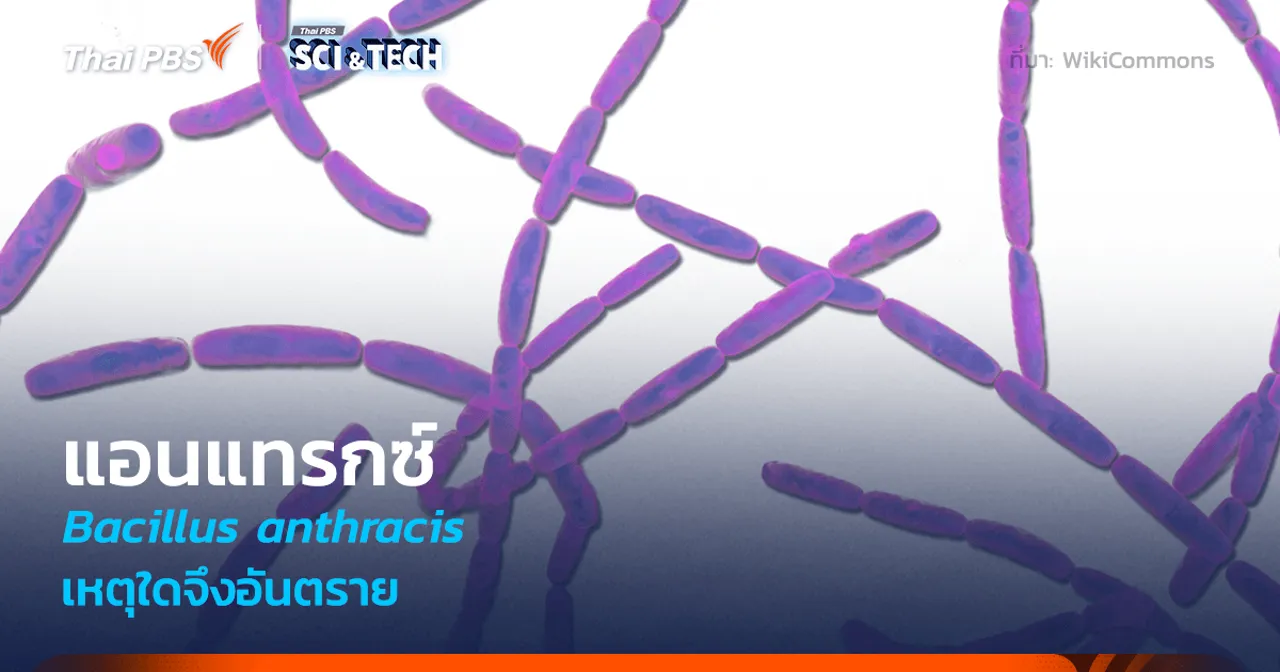 รู้จัก Anthrax หนึ่งในเชื้อแบคทีเรียที่อึดที่สุด