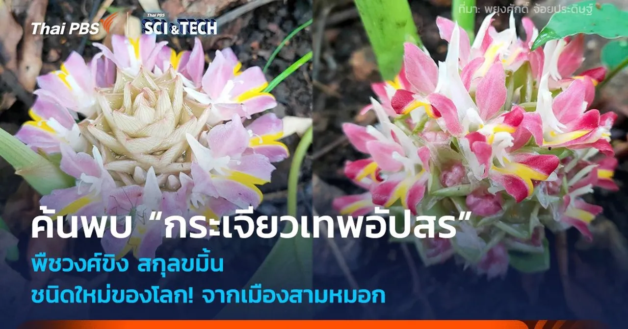 ชนิดใหม่ของโลก! ค้นพบ “กระเจียวเทพอัปสร” พืชวงศ์ขิง สกุลขมิ้น จากเมืองสามหมอก