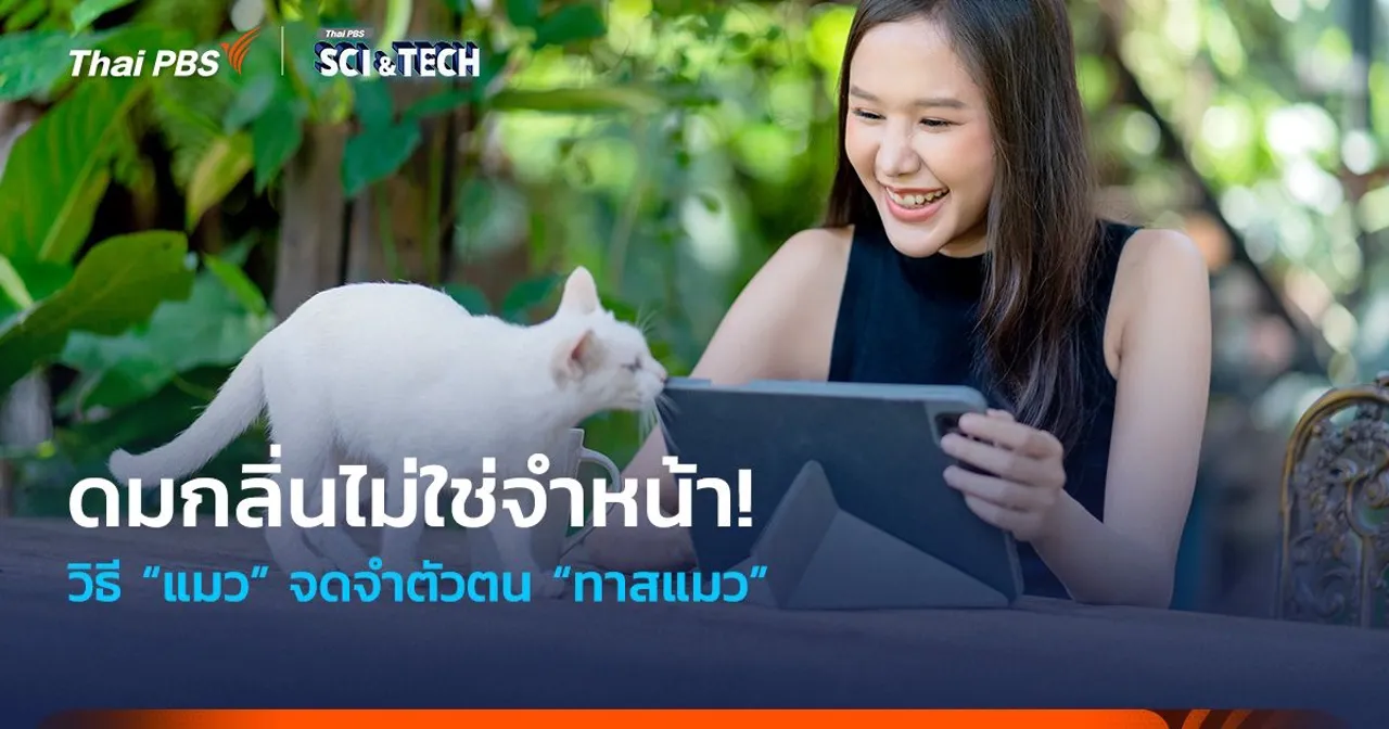 ดมกลิ่นไม่ใช่จำหน้า! วิธี “แมว” จดจำตัวตน “ทาสแมว”