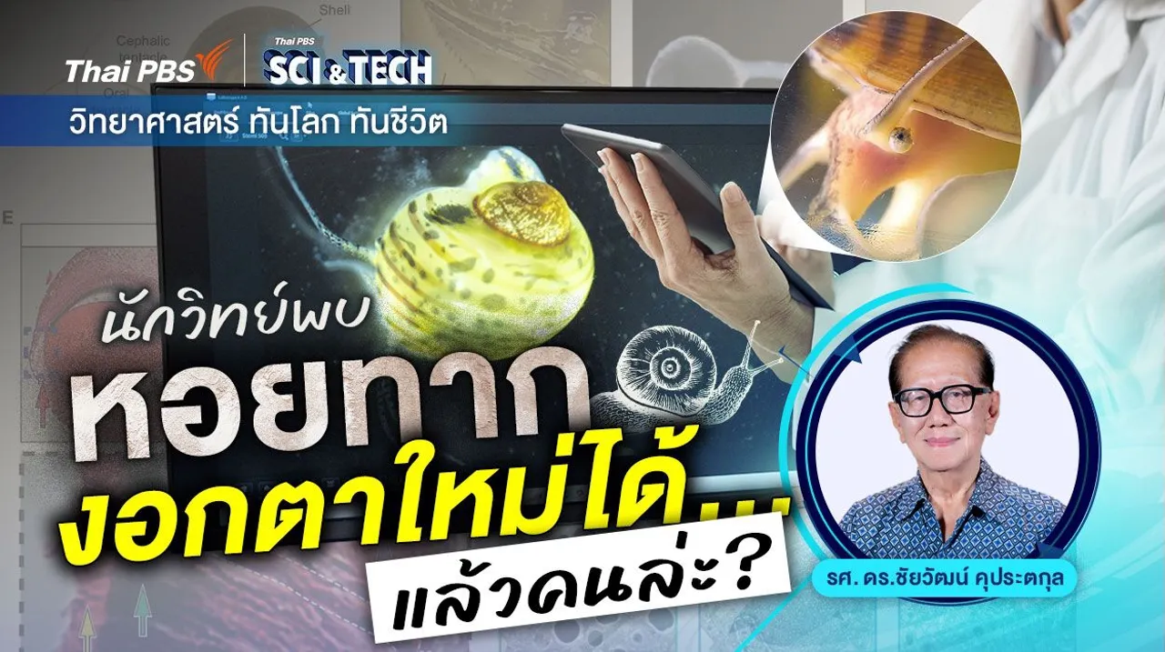 นักวิทย์พบหอยทากงอกตาใหม่ได้...แล้วคนล่ะ ?