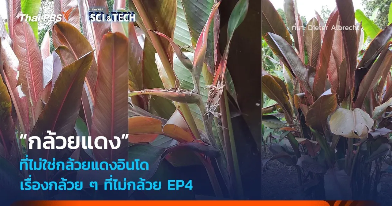เรื่องกล้วย ๆ ที่ไม่กล้วย EP4 : “กล้วยแดง” ที่ไม่ใช่กล้วยแดงอินโด