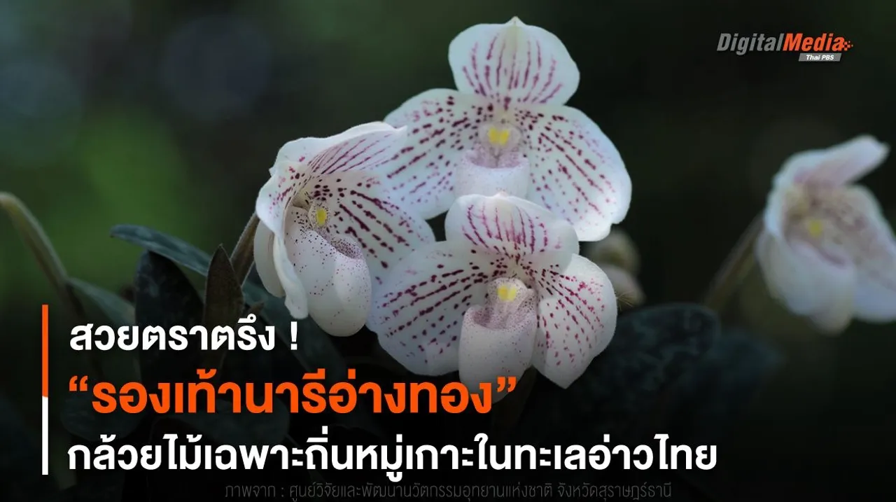 สวยตราตรึง ! “รองเท้านารีอ่างทอง” กล้วยไม้ป่าเฉพาะถิ่น