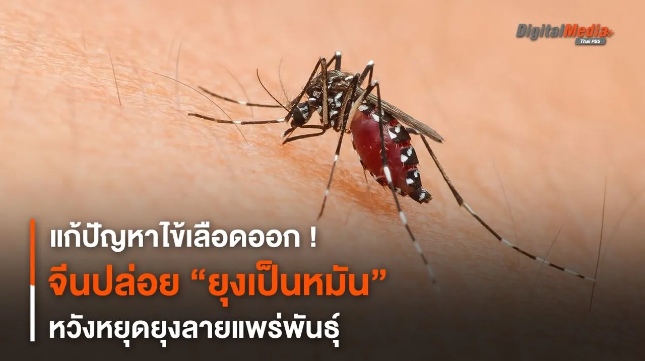 แก้ปัญหาไข้เลือดออก จีนปล่อย “ยุงเป็นหมัน” หวังหยุดยุงลายแพร่พันธุ์