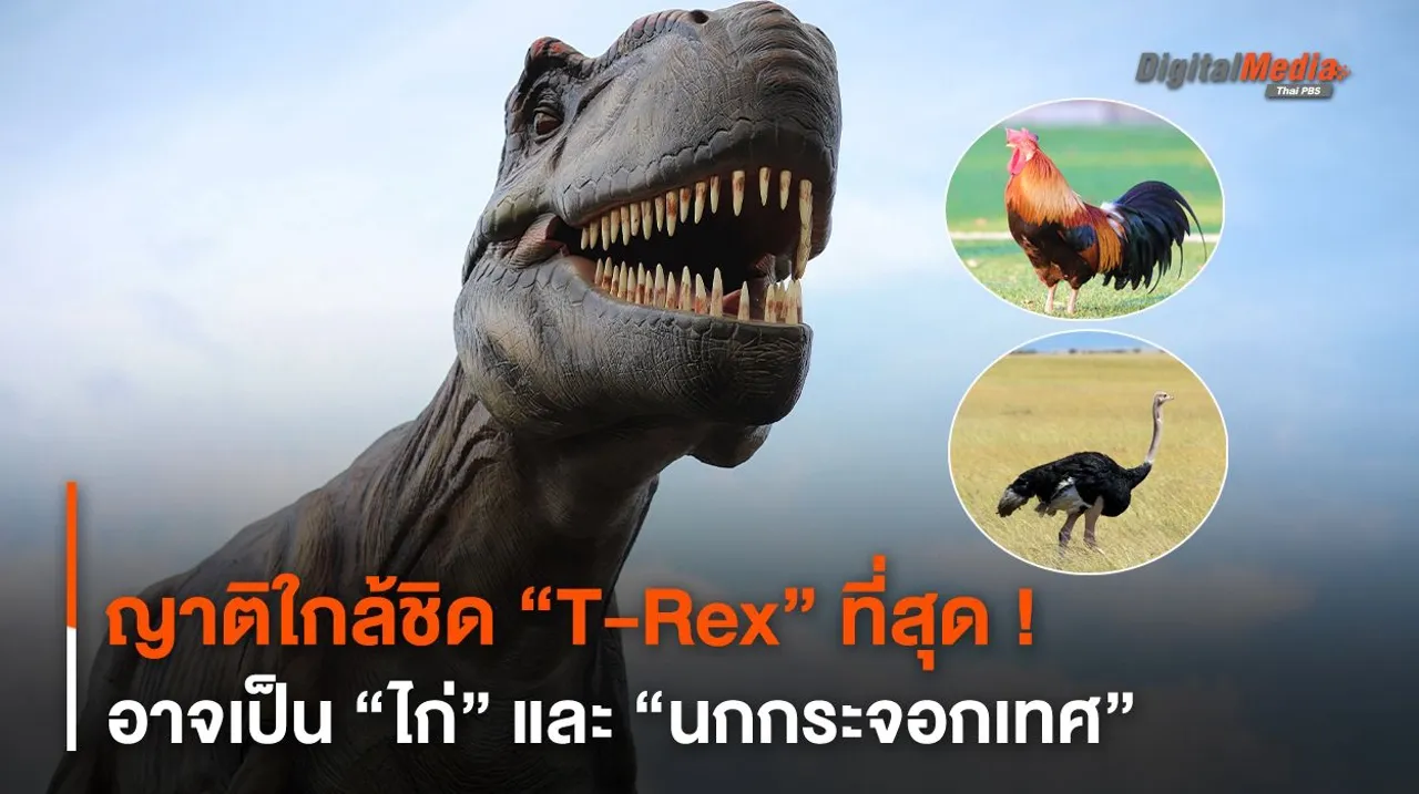 ญาติใกล้ชิด “T-Rex” ที่สุด ! อาจเป็น “ไก่” และ “นกกระจอกเทศ”