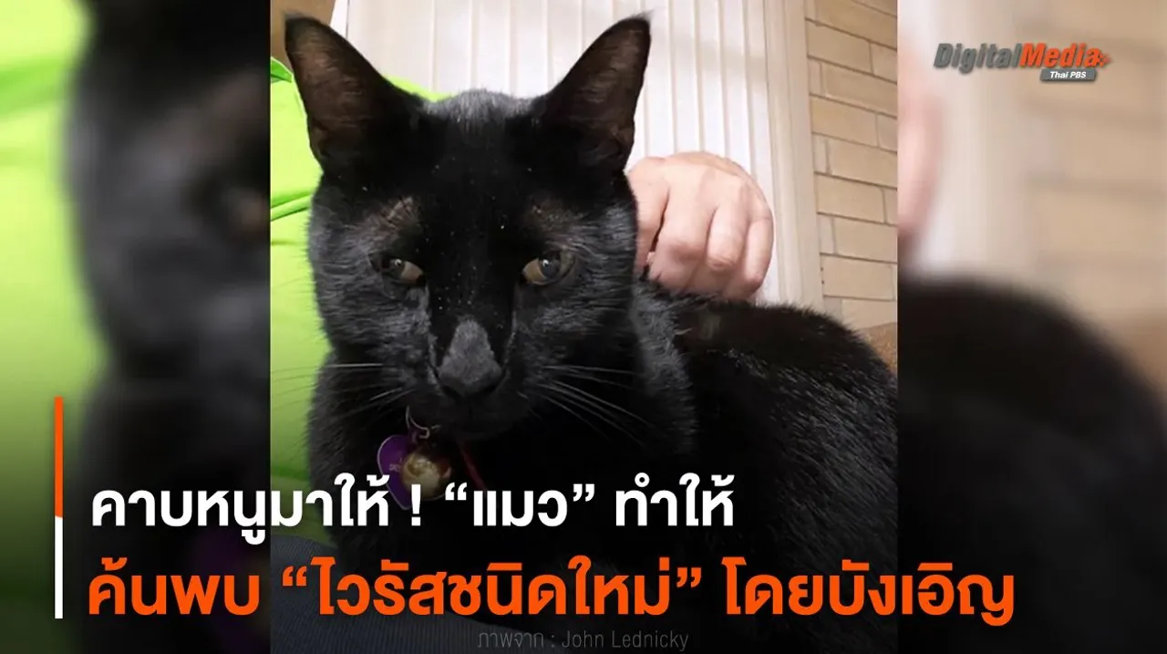 คาบหนูมาให้ ! “แมว” ทำให้ค้นพบ “ไวรัสชนิดใหม่” โดยบังเอิญ