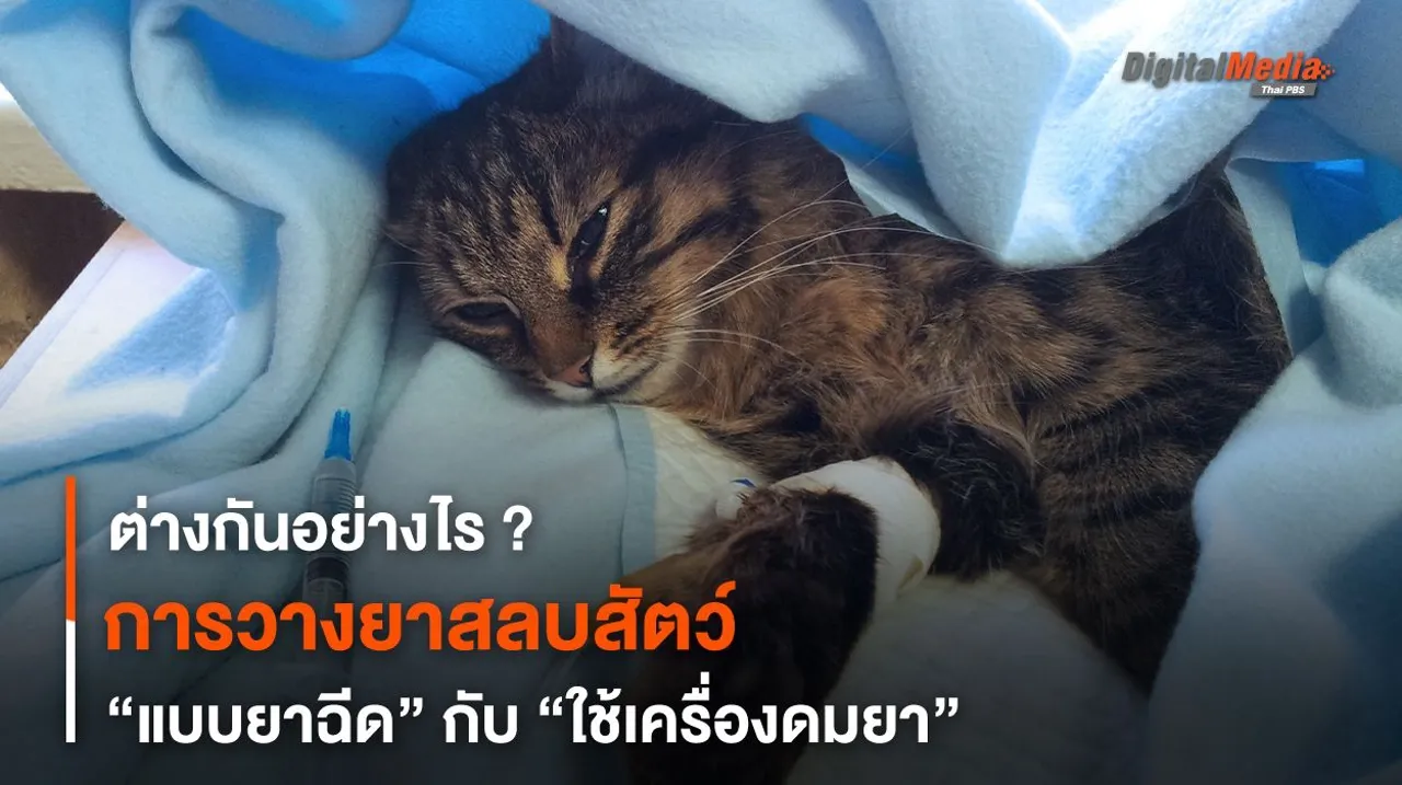 ต่างกันอย่างไร ? การวางยาสลบสัตว์ “แบบยาฉีด” กับ “ใช้เครื่องดมยา”