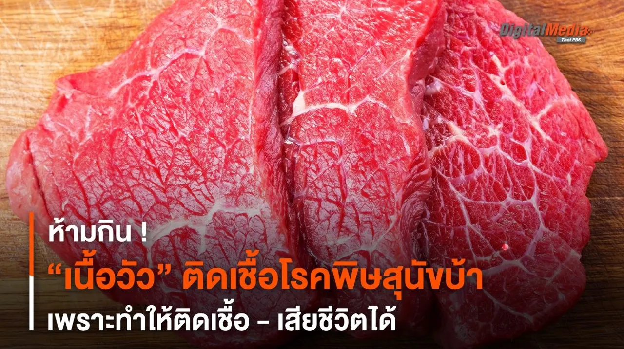 วัวติดเชื้อโรคพิษสุนัขบ้า ห้าม “กินเนื้อ” ทำให้ติดเชื้อ - เสียชีวิตได้