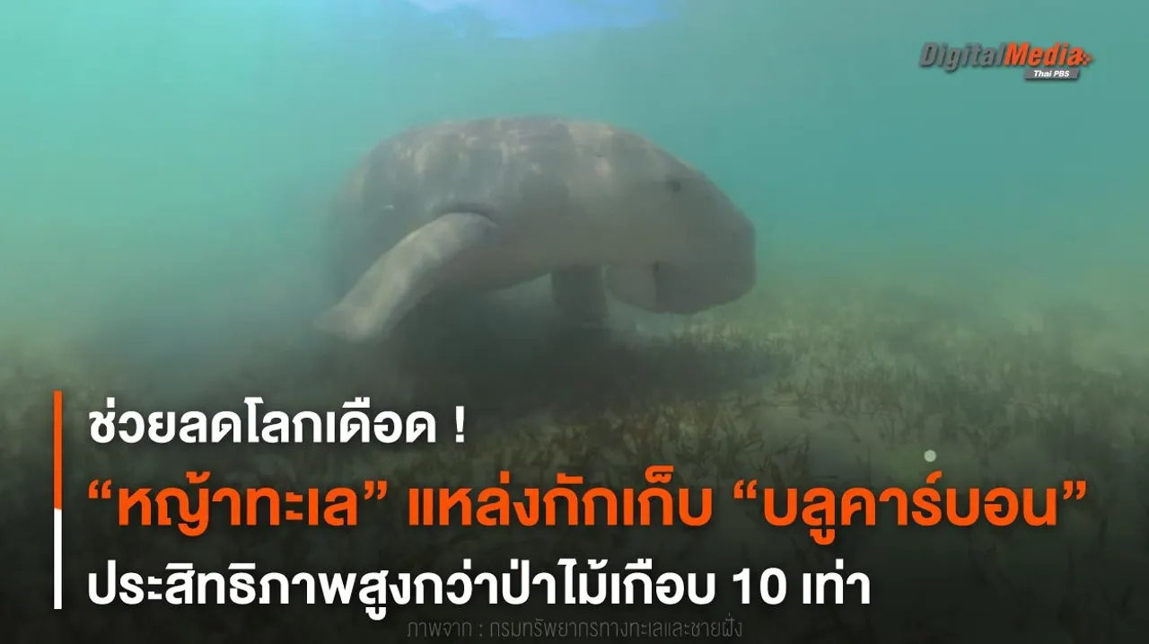 ไม่ใช่แค่อาหารพะยูน “หญ้าทะเล” แหล่งกักเก็บ “บลูคาร์บอน” ลดโลกเดือด