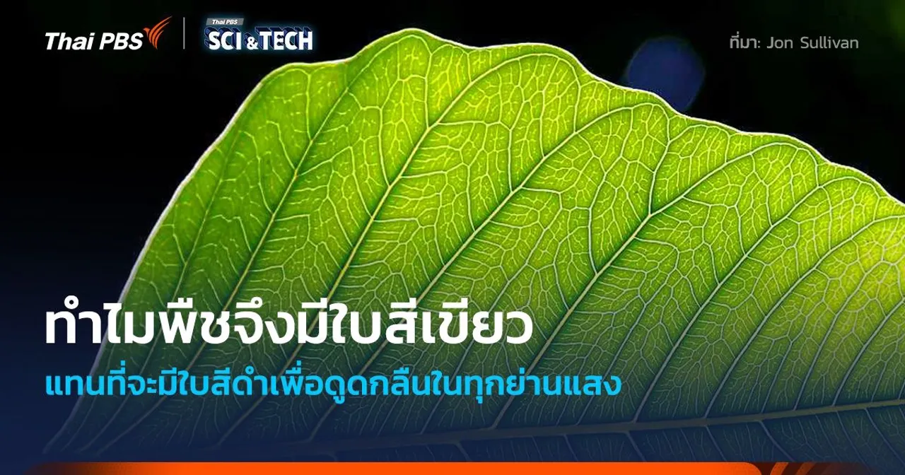 ทำไม “พืช” มีสีเขียวแทนที่จะมีสีดำ เพื่อรับพลังงานแสงให้ได้มากที่สุด