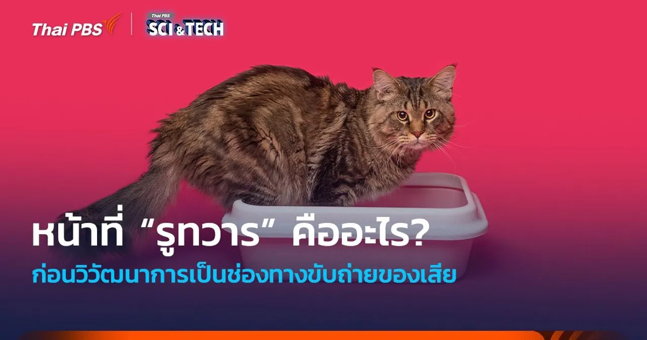 คาดไม่ถึง ! หน้าที่ “รูทวาร” ก่อนวิวัฒนาการเป็นช่องทางขับถ่ายของเสีย