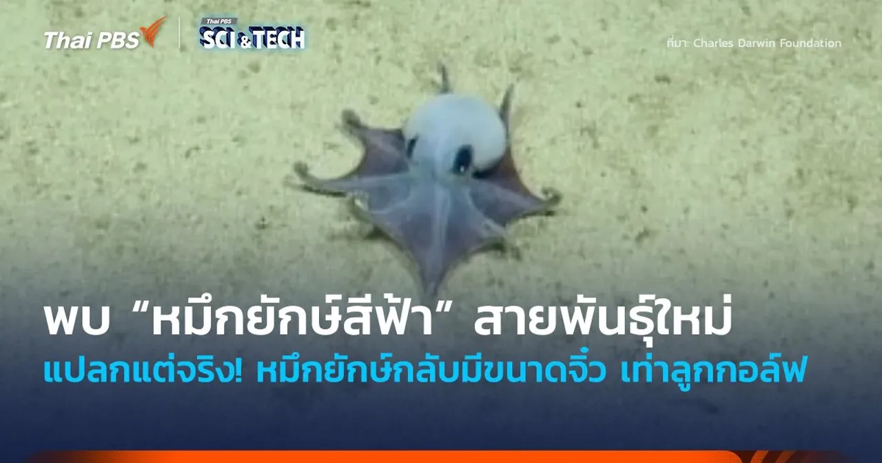 แปลกแต่จริง! พบ “หมึกยักษ์สีฟ้า” สายพันธุ์ใหม่ แต่กลับมีขนาดจิ๋ว เท่าลูกกอล์ฟ