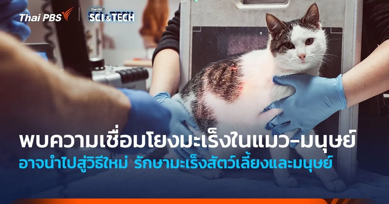 พบความเชื่อมโยงมะเร็งในแมว-มนุษย์ อาจนำไปสู่วิธีใหม่รักษามะเร็งสัตว์เลี้ยงและมนุษย์