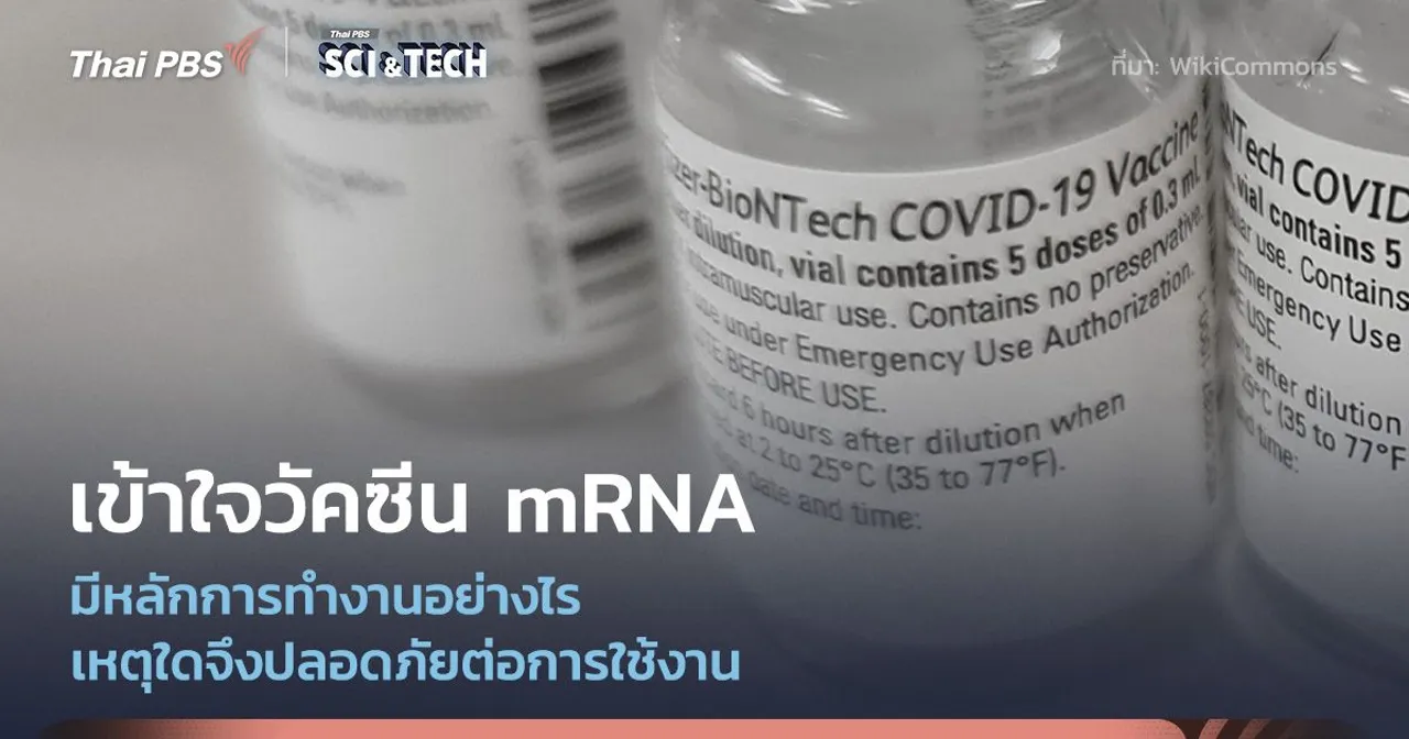 เข้าใจวัคซีน mRNA เมื่อเราใช้กลไกพื้นฐานของชีวิตสู้กับไวรัส